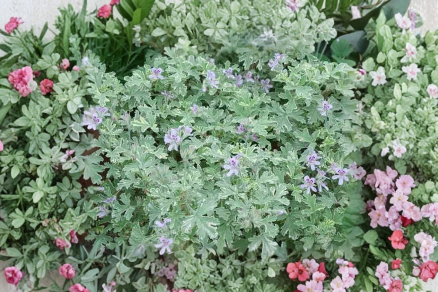 Gray Lady Plymouth Scented Geranium Live Plant | Pelargonium graveolens | Variegated Fragrant Starter Plant