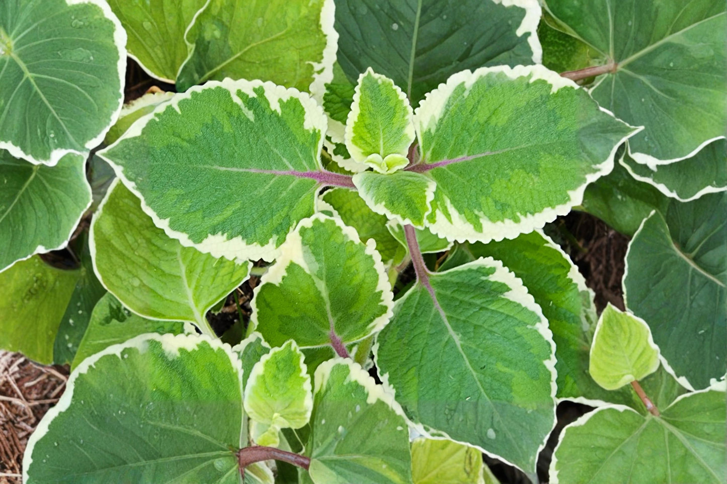 Variegated Spanish Thyme Live Plant | Plectranthus amboinicus | Cuban Oregano Fragrant Herb Starter Plant
