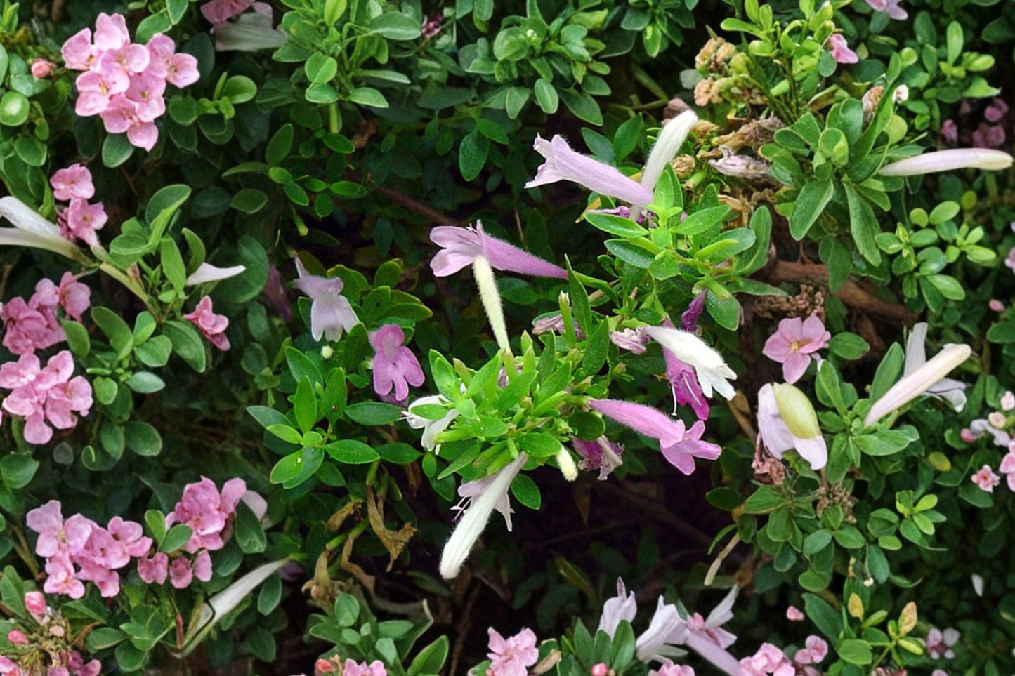 Mexican Oregano Live Plant | Poliomintha longiflora | Fragrant Culinary Herb Starter Plant for Cooking