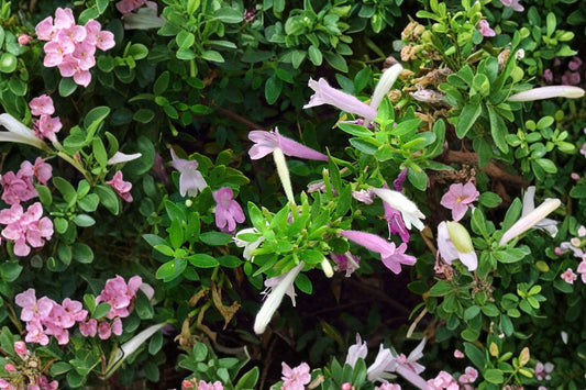 Mexican Oregano Live Plant | Poliomintha longiflora | Fragrant Culinary Herb Starter Plant for Cooking
