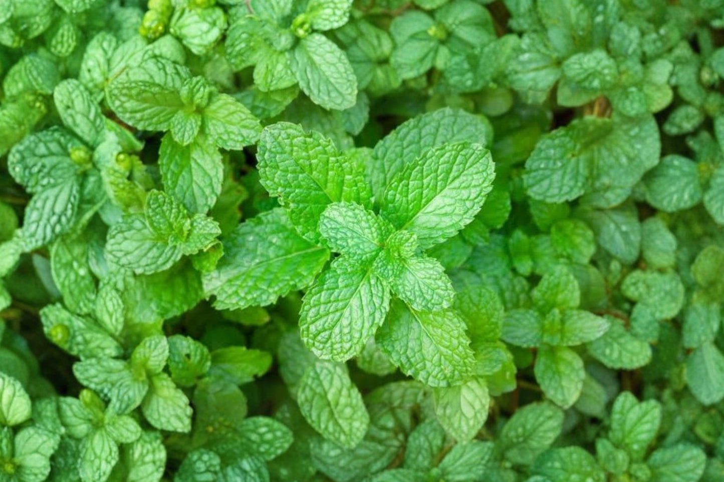 SweetCotton Mint Live Plant | Mentha Hybrid | Fragrant Culinary Herb Starter Plant for Tea & Cooking