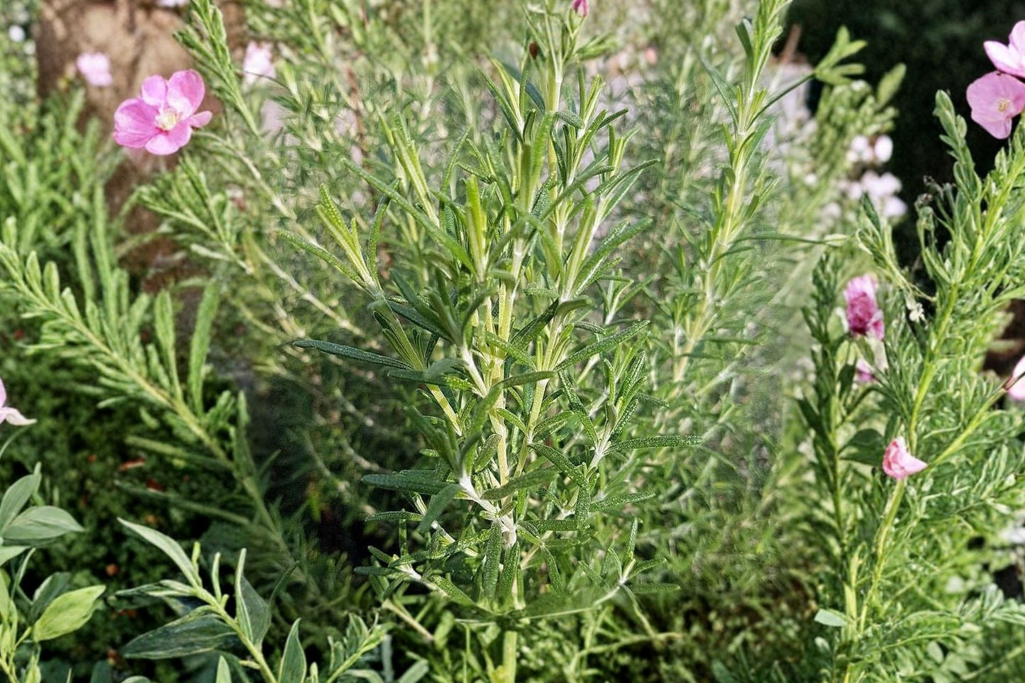 Arp Rosemary Live Plant | Salvia rosmarinus | Cold Hardy Culinary Herb Starter Plant