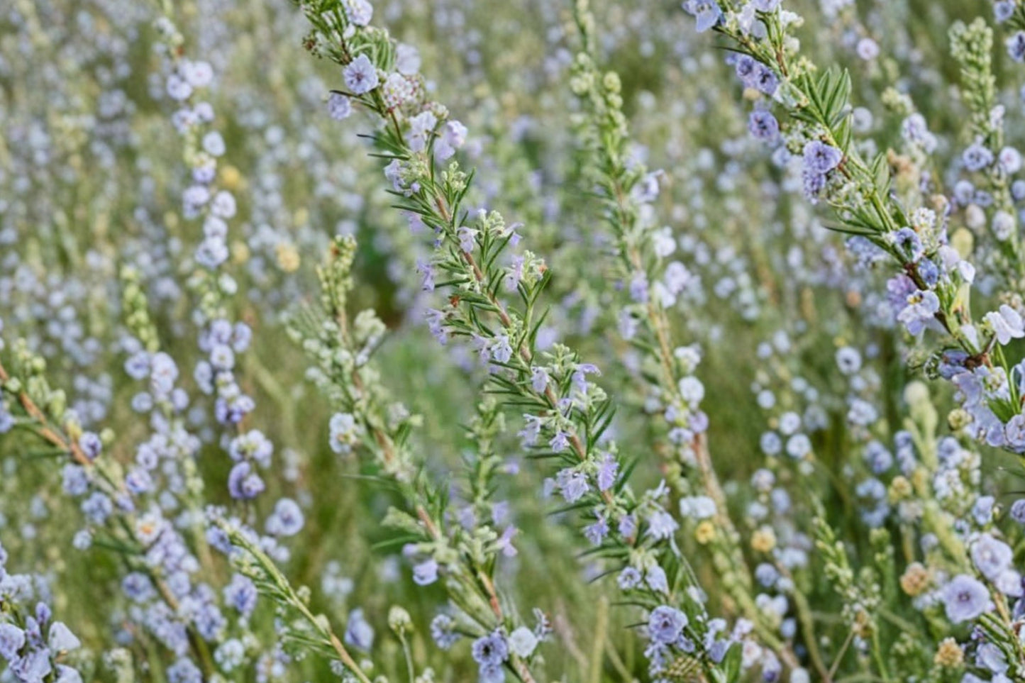 Hill Hardy Rosemary Live Plant | Salvia rosmarinus | Cold Hardy Culinary Herb Starter Plant