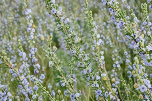 Hill Hardy Rosemary Live Plant | Salvia rosmarinus | Cold Hardy Culinary Herb Starter Plant