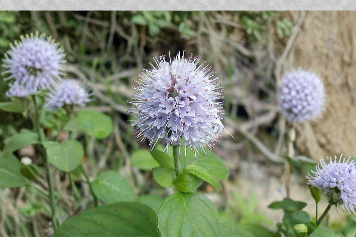 Water Mint Live Plant | Mentha aquatica | Aquatic Aromatic Herb Starter Plant for Ponds, Tea & Pollinator Gardens