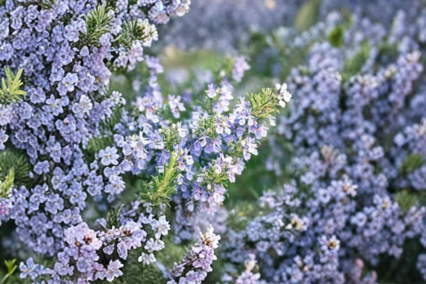 Barbecue Rosemary Live Plant | Salvia rosmarinus | Aromatic Culinary Herb Starter Plant for Grilling