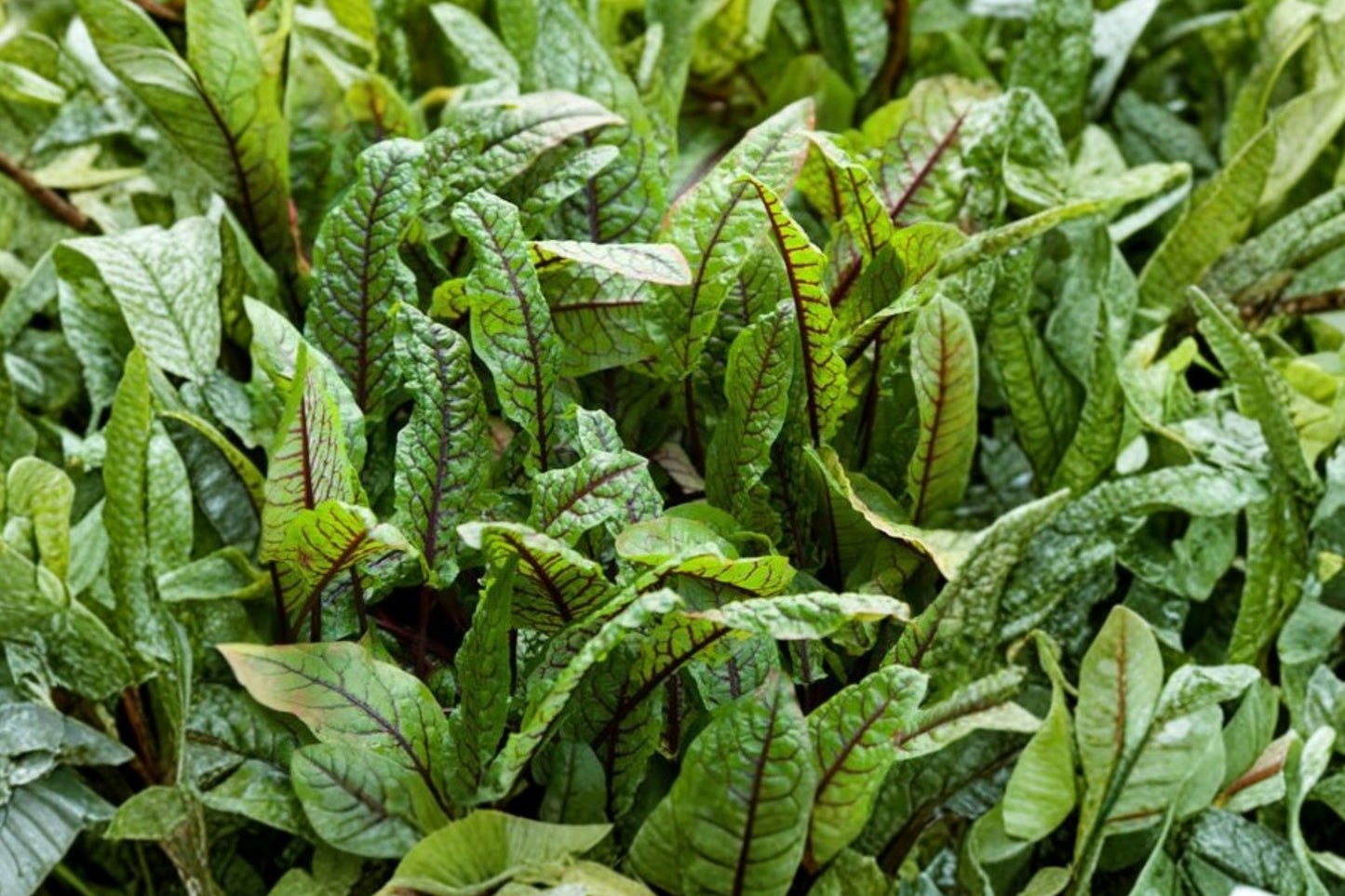 Rumex Raspberry Dressing Live Plant | Red Veined Sorrel | Edible Perennial Greens Starter Plant