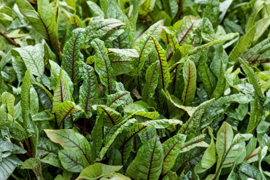 Rumex Raspberry Dressing Live Plant | Red Veined Sorrel | Edible Perennial Greens Starter Plant