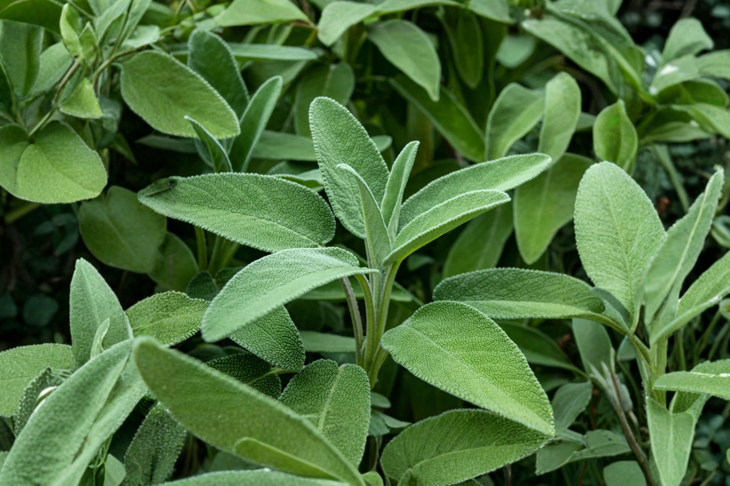 Snowflake Sage Live Plant | Salvia officinalis 'Snowflake' | Variegated Culinary Herb Starter Plant