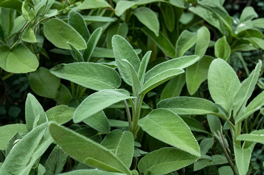 Snowflake Sage Live Plant | Salvia officinalis 'Snowflake' | Variegated Culinary Herb Starter Plant