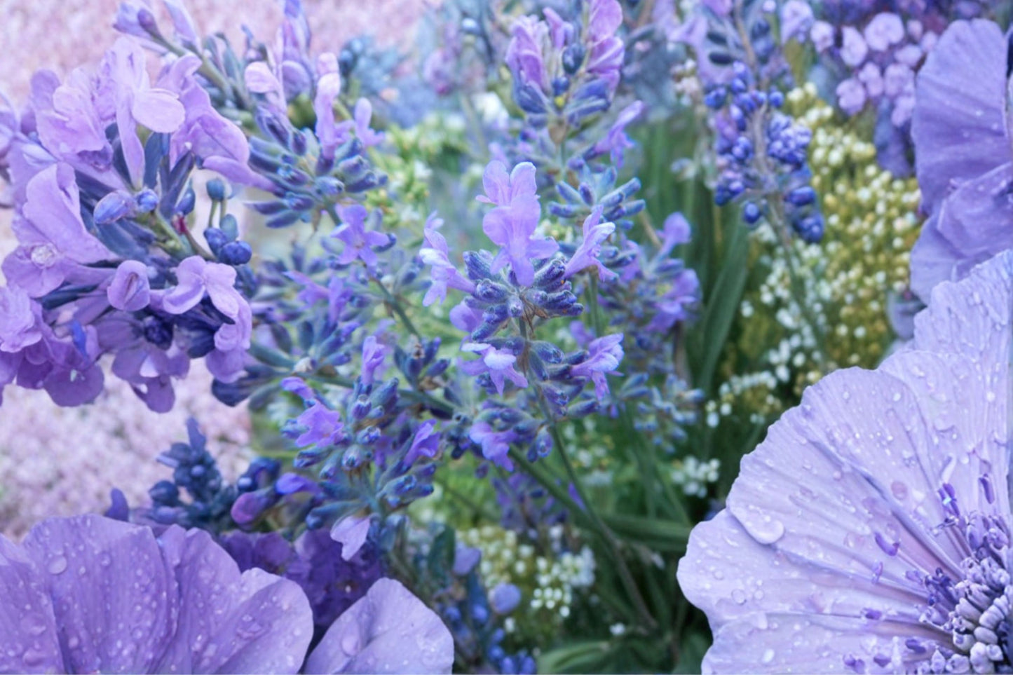 Czech Lavender Live Plant | Lavandula angustifolia var. Krajova | Fragrant English Lavender Starter Plant