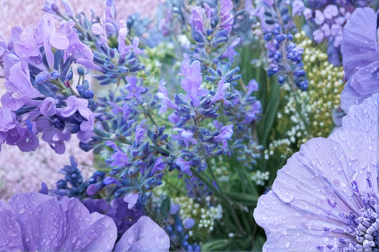 Czech Lavender Live Plant | Lavandula angustifolia var. Krajova | Fragrant English Lavender Starter Plant