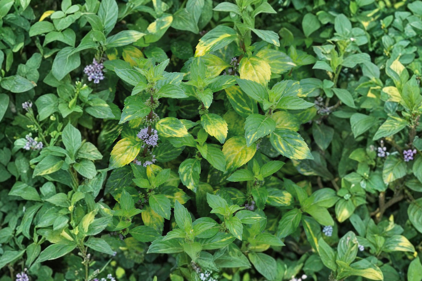 Ginger Mint Live Plant | Mentha × gracilis | Aromatic Culinary Herb Starter Plant for Tea & Cooking