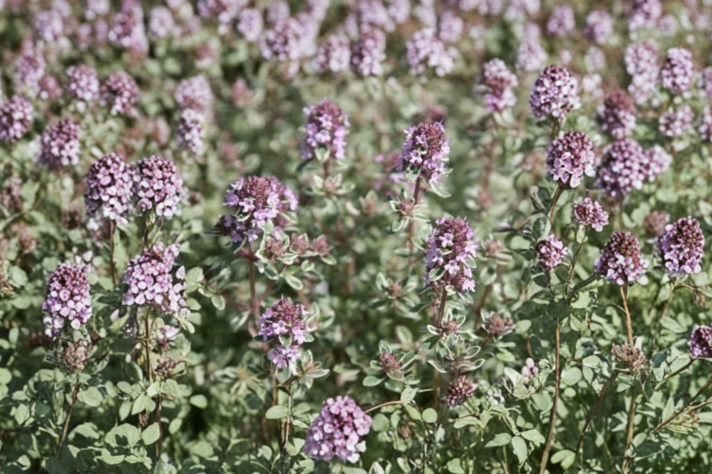 Silver Posie Thyme Live Plant | Thymus citriodorus 'Silver Posie' | Variegated Culinary Herb Starter Plant