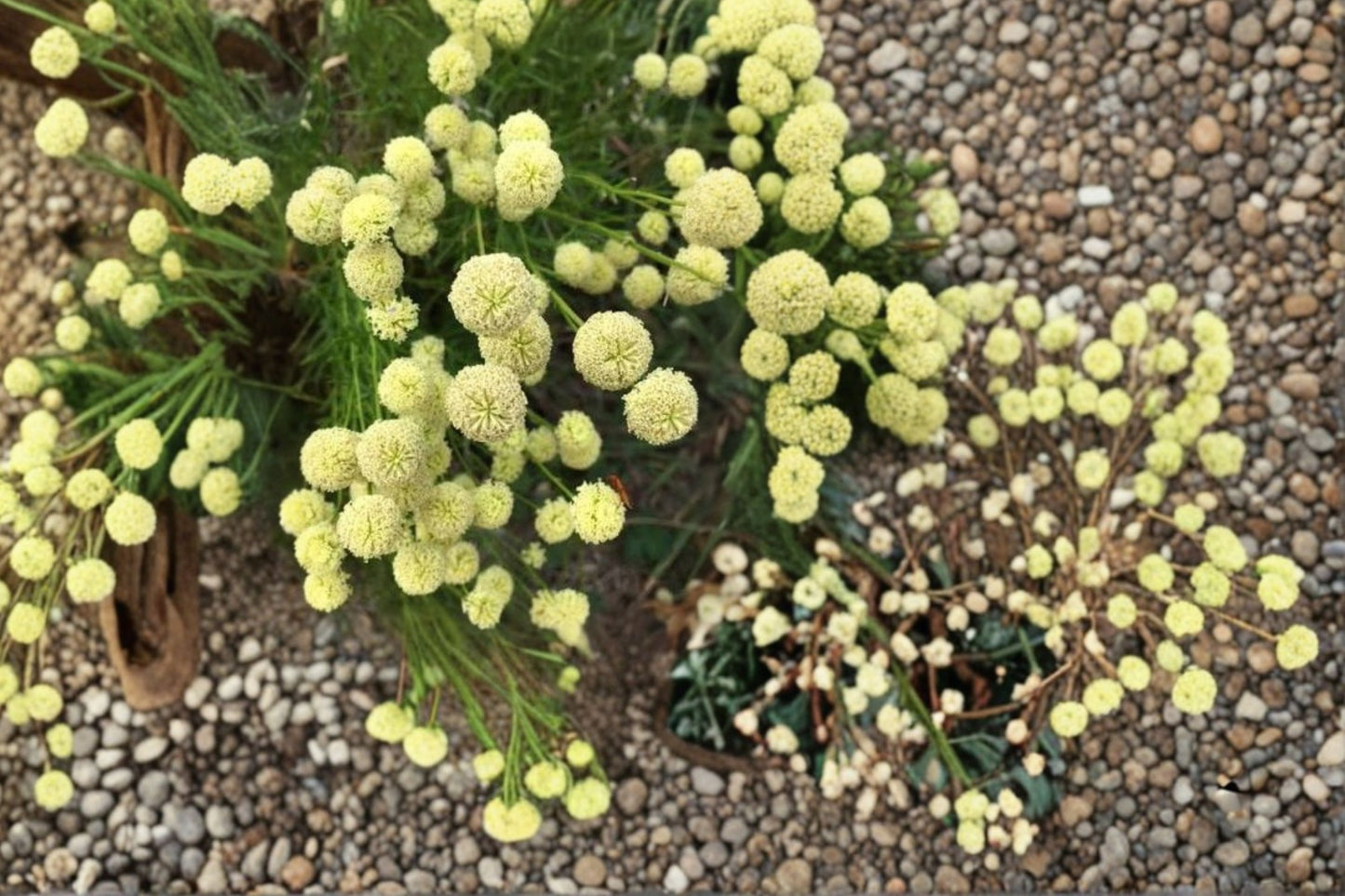 Santolina Viridis Live Plant | Green Lavender Cotton | Aromatic Evergreen Herb Starter Plant