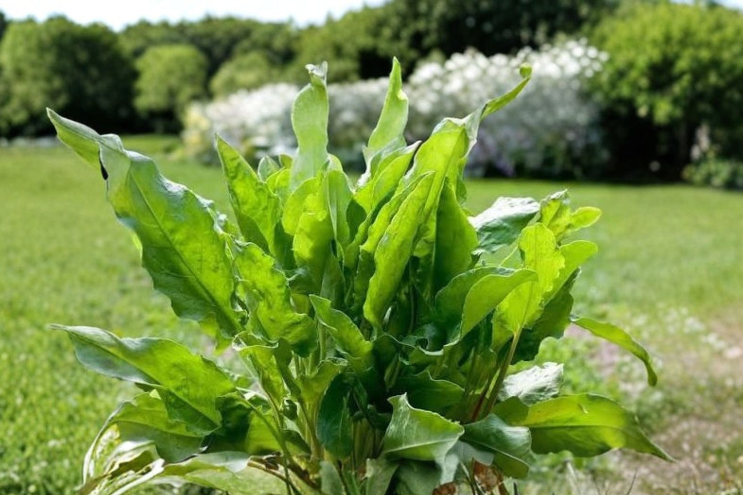 Garden Sorrel Live Plant | Rumex acetosa | Edible Perennial Herb Starter Plant for Salads & Cooking