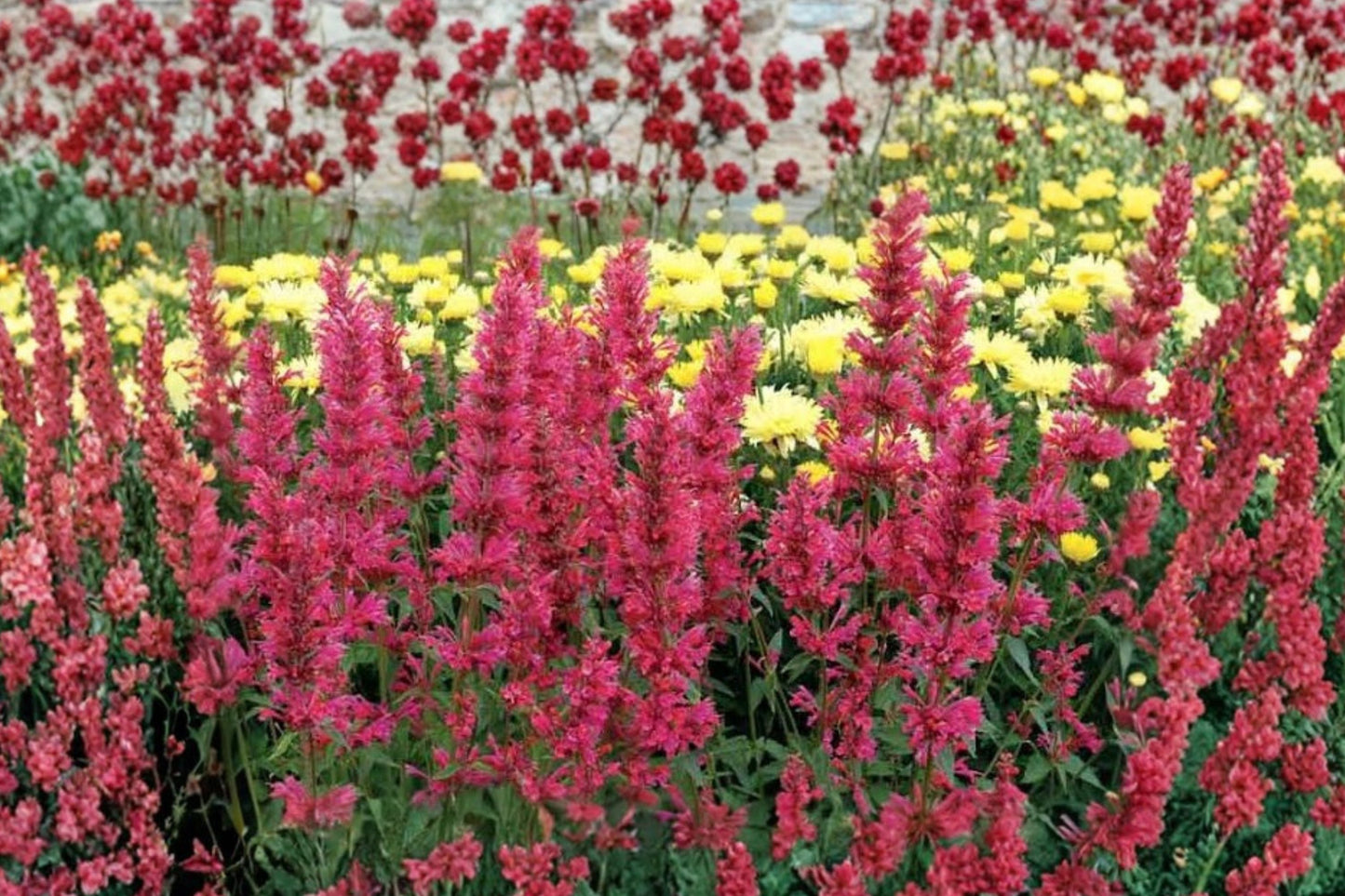Agastache Party Mixers Raspberry Daiquiri Live Plant | Hummingbird Mint Pollinator Perennial Starter Plant