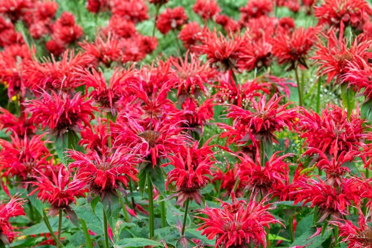 Panorama Red Shades Bee Balm Live Plant | Monarda didyma | Red Pollinator Perennial Starter Plant
