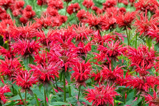Panorama Red Shades Bee Balm Live Plant | Monarda didyma | Red Pollinator Perennial Starter Plant