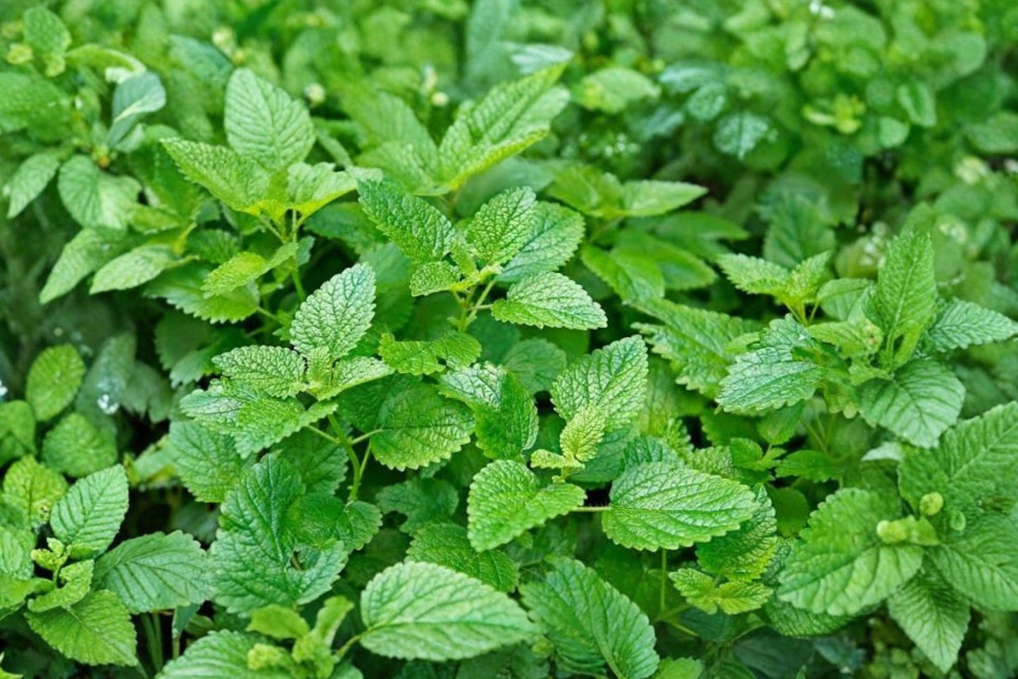 Lime Balm Live Plant | Melissa officinalis | Lemon Balm Culinary Herb Starter Plant for Tea & Pollinator Gardens