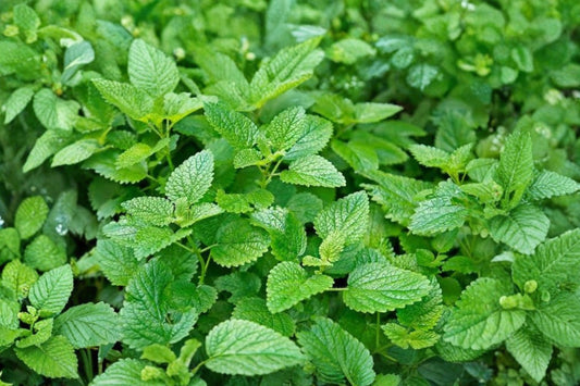Lime Balm Live Plant | Melissa officinalis | Lemon Balm Culinary Herb Starter Plant for Tea & Pollinator Gardens
