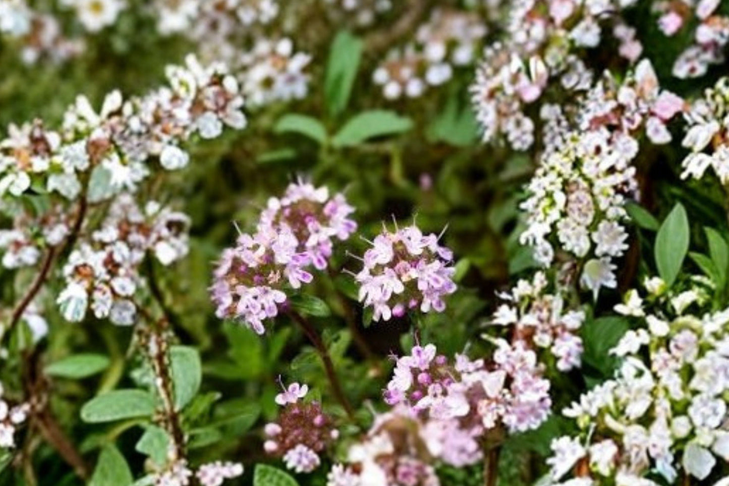 Caraway Thyme Live Plant | Thymus herba-barona | Aromatic Culinary Herb Starter Plant