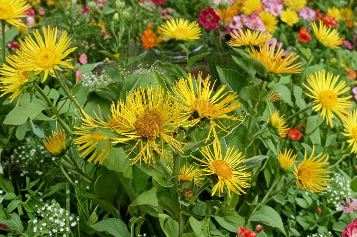 Elecampane Live Plant | Inula helenium | Hardy Medicinal Herb & Pollinator Perennial Starter Plant
