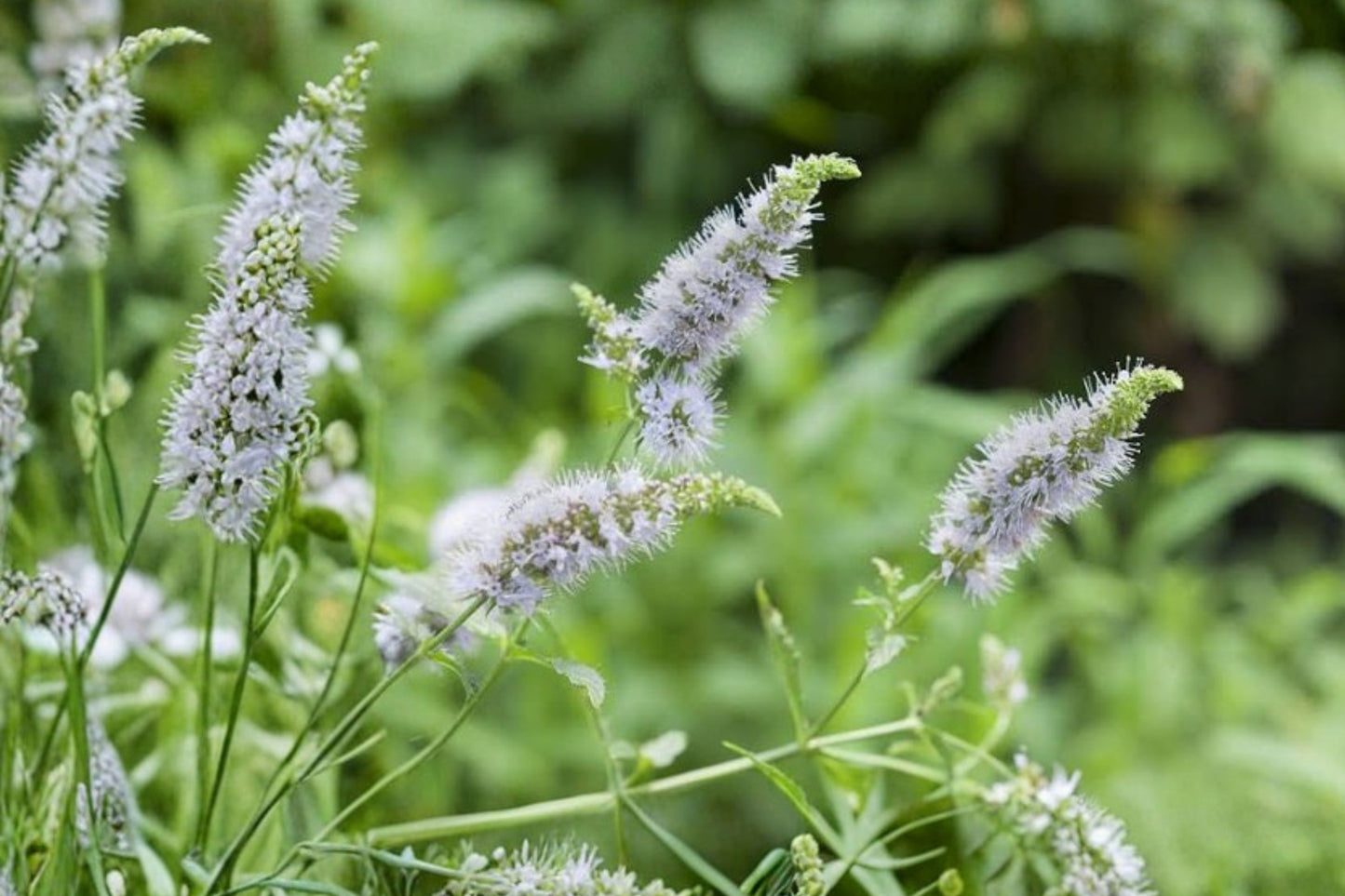 Spanish Mint Live Plant | Mentha spicata | Spearmint Culinary Herb Starter Plant for Tea & Cooking