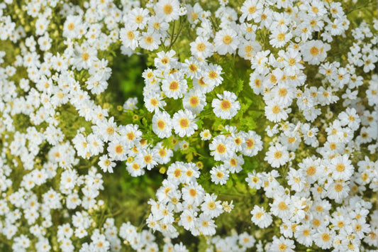 Golden Moss Feverfew Live Plant | Tanacetum parthenium | Golden Foliage Pollinator Starter Plant