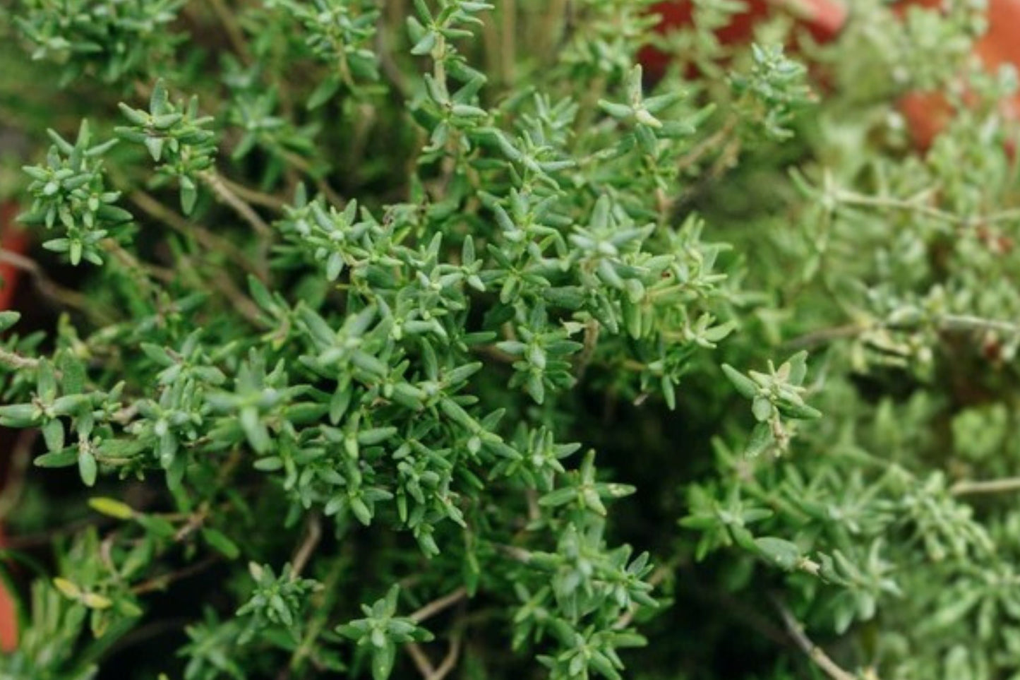 Compactus Thyme Live Plant | Thymus vulgaris 'Compactus' | Fragrant Culinary Herb Starter Plant