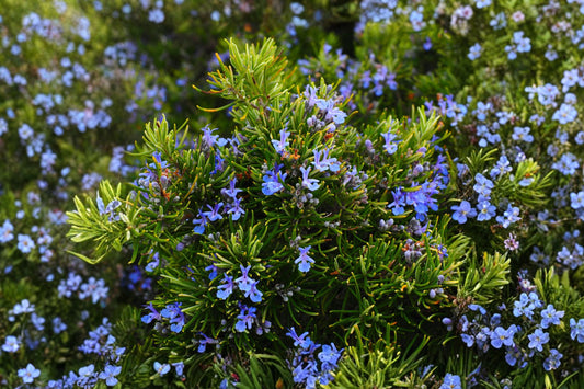 Abraxus Rosemary Live Plant | Salvia rosmarinus | Aromatic Culinary Herb Starter Plant