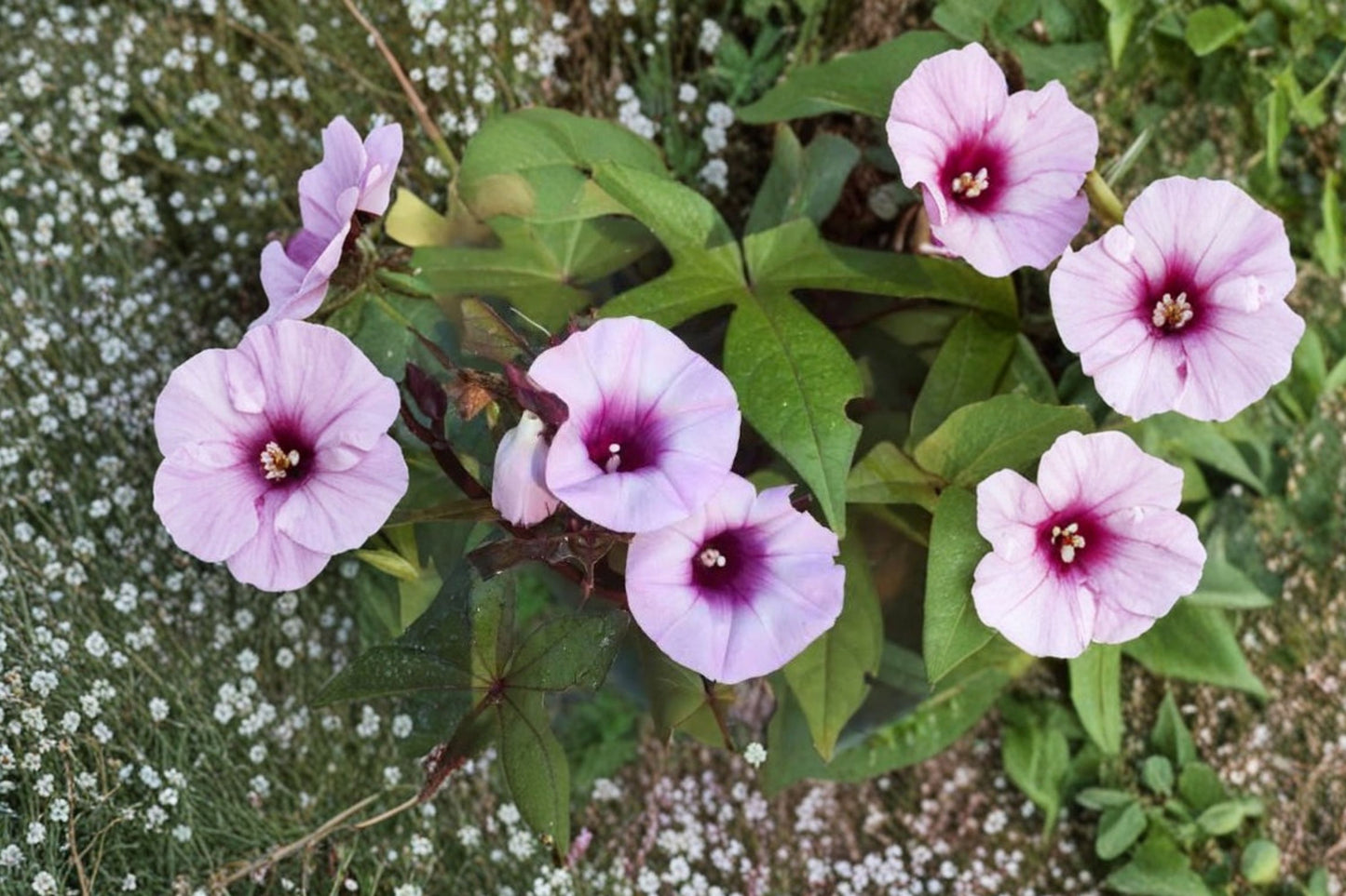 Blackie Sweet Potato Vine Live Plant | Ipomoea batatas 'Blackie' | Ornamental Trailing Starter Plant