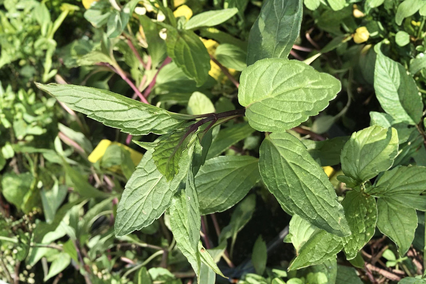 Thai Mint Live Plant | Mentha arvensis | Aromatic Culinary Herb Starter Plant for Tea & Cooking