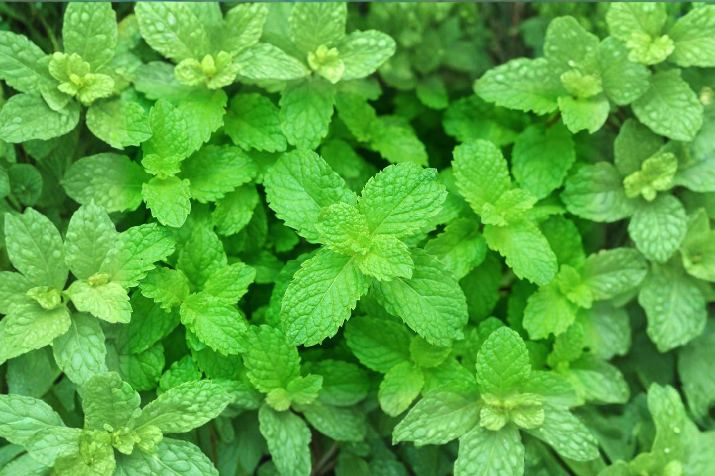 Candy Peppermint Live Plant | Mentha × piperita 'Candy' | Fragrant Culinary Herb Starter Plant for Tea & Cooking