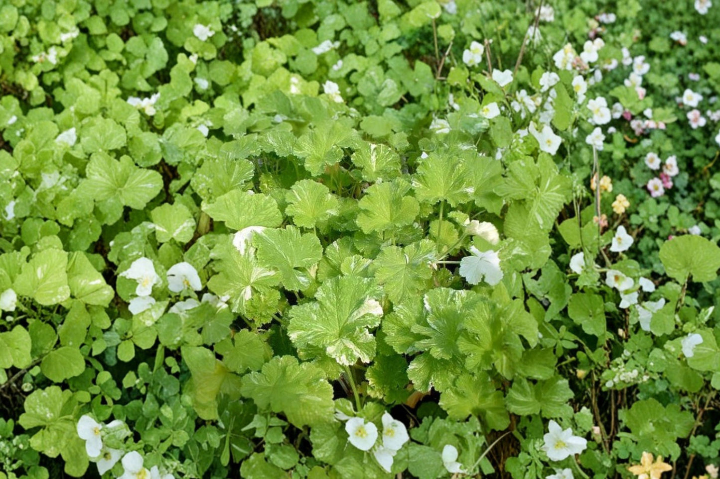 Snowflake Scented Geranium Live Plant | Pelargonium 'Snowflake' | Fragrant Variegated Starter Plant