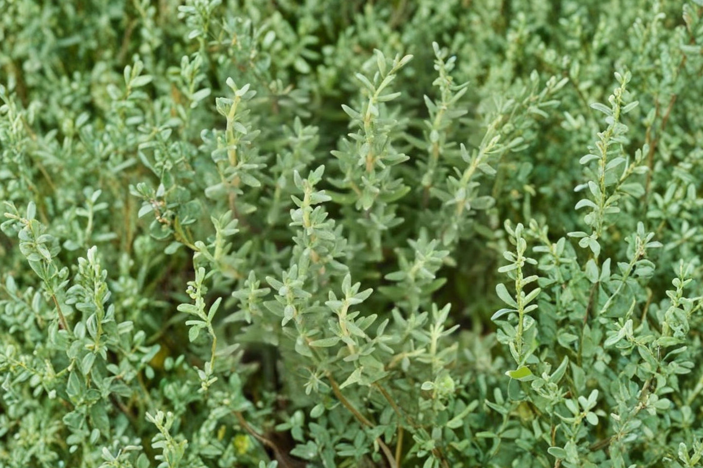 Faustinoi Thyme Live Plant | Thymus × faustinoi | Fragrant Culinary Herb Starter Plant