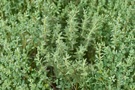 Faustinoi Thyme Live Plant | Thymus × faustinoi | Fragrant Culinary Herb Starter Plant