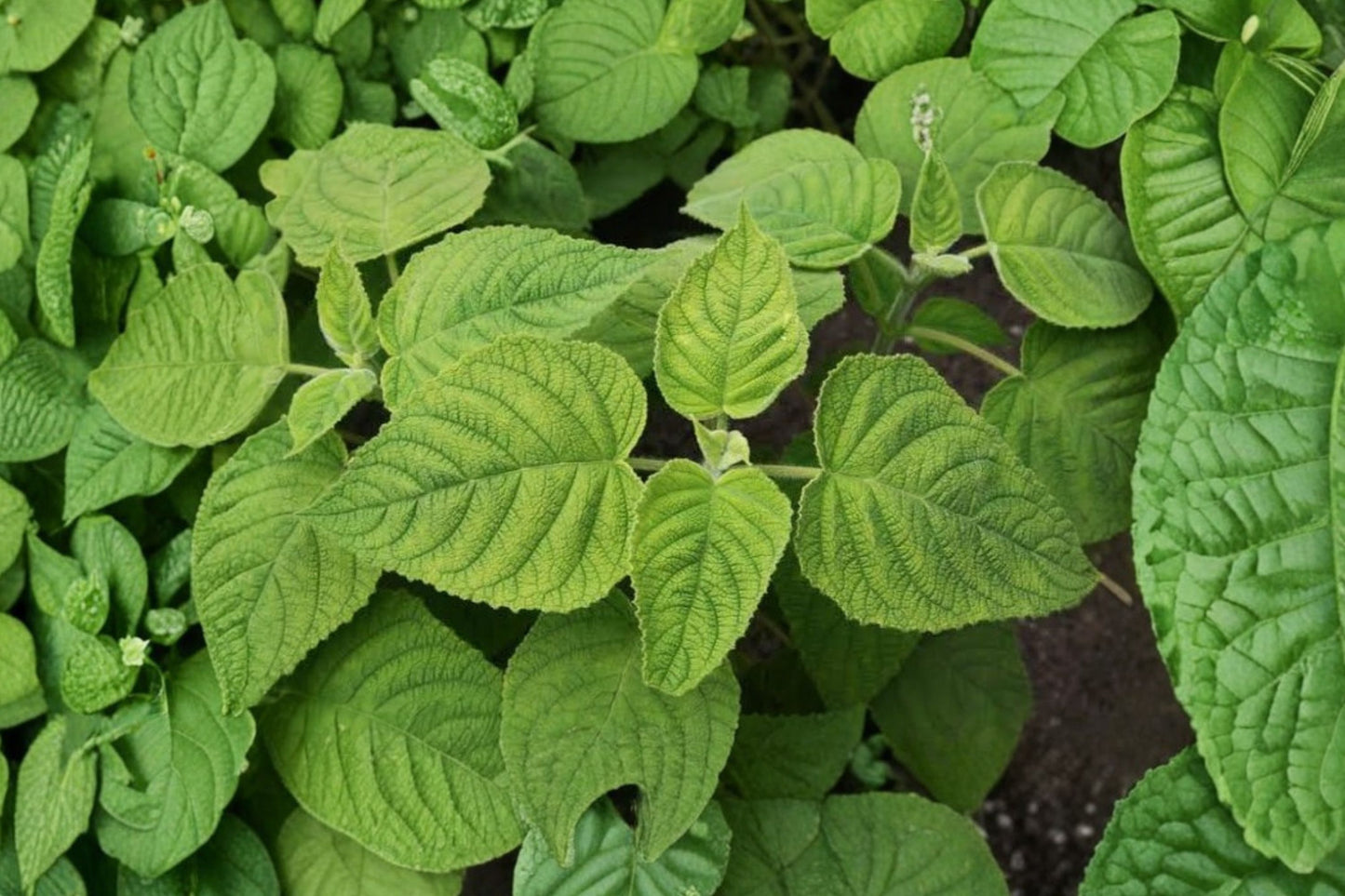 Fruit Sage Live Plant | Salvia dorisiana | Fragrant Fruity Scented Herb Starter Plant