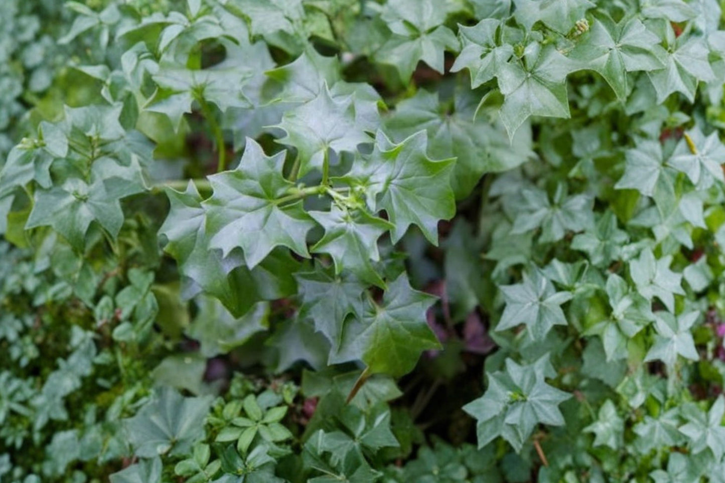 German Ivy Live Plant | Delairea odorata | Fast Growing Trailing Houseplant & Hanging Basket Starter Plant