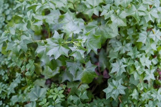 German Ivy Live Plant | Delairea odorata | Fast Growing Trailing Houseplant & Hanging Basket Starter Plant
