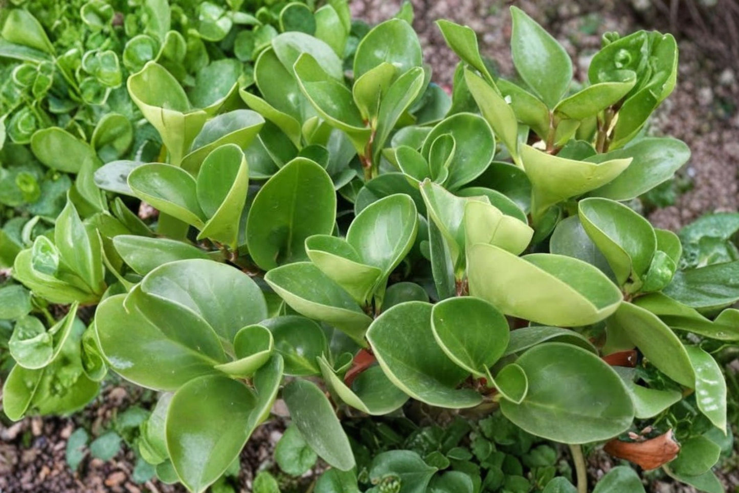 Pepperomia Trinervula Live Plant | Baby Rubber Plant | Easy Care Tropical Houseplant Starter Plant