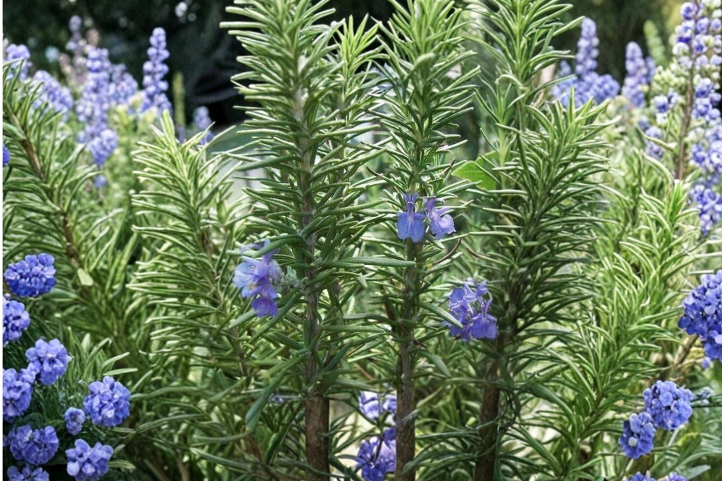 Tuscan Blue Rosemary Live Plant | Salvia rosmarinus 'Tuscan Blue' | Aromatic Culinary Herb Starter Plant