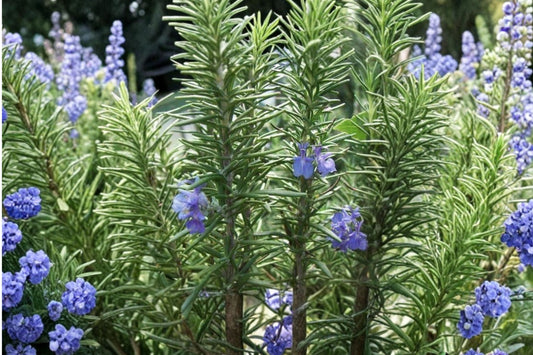 Tuscan Blue Rosemary Live Plant | Salvia rosmarinus 'Tuscan Blue' | Aromatic Culinary Herb Starter Plant