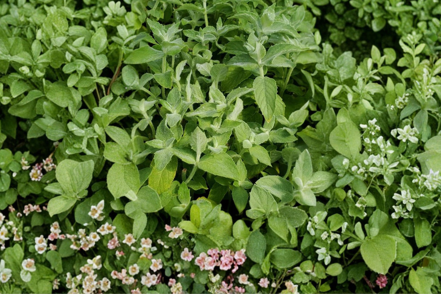 Asian Mint Live Plant | Mentha asiatica | Aromatic Culinary Herb Starter Plant for Tea & Cooking