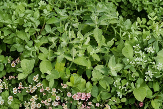 Asian Mint Live Plant | Mentha asiatica | Aromatic Culinary Herb Starter Plant for Tea & Cooking