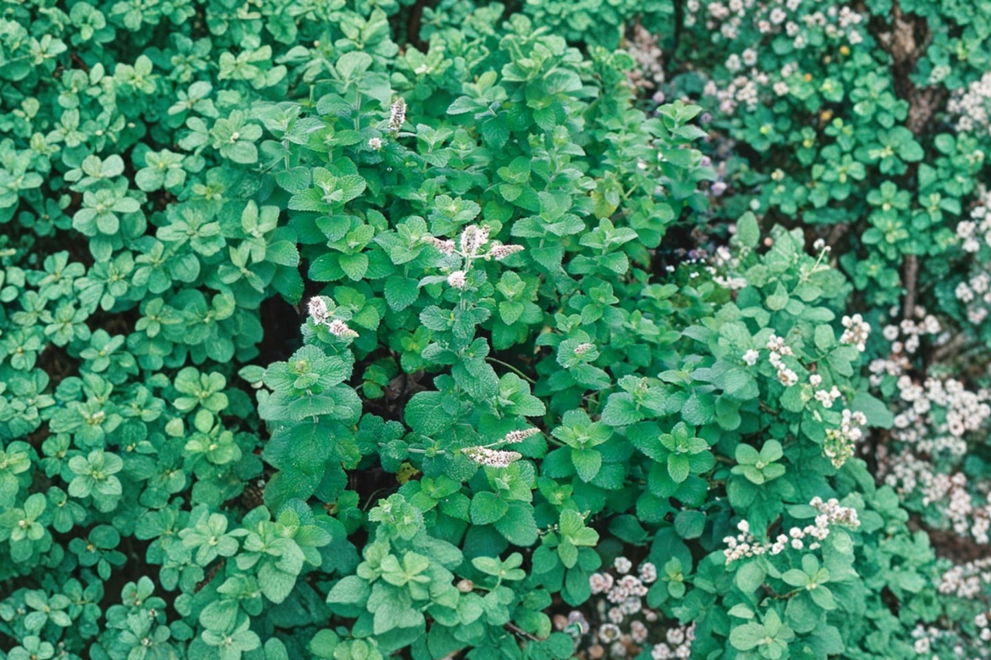 Candypuffs Mint Live Plant | Mentha Hybrid | Pink Bloom Fragrant Culinary Herb Starter Plant