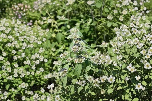 Short-Toothed Mountain Mint Live Plant | Pycnanthemum muticum | Native Pollinator Herb Starter Plant