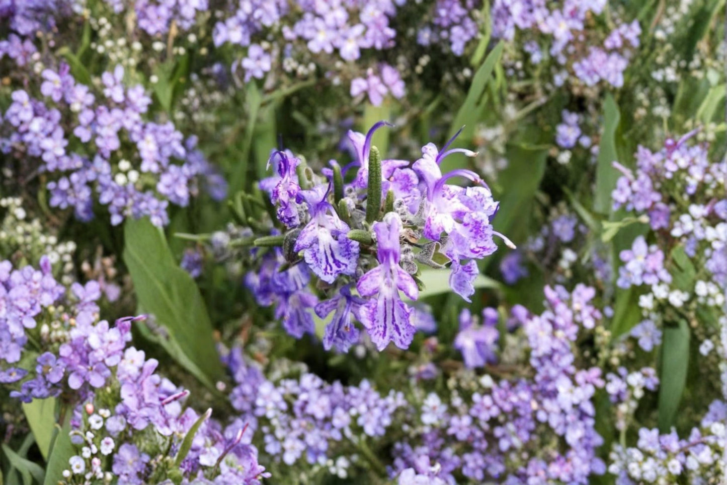 Blue Spires Rosemary Live Plant | Salvia rosmarinus 'Blue Spires' | Fragrant Culinary Herb Starter Plant