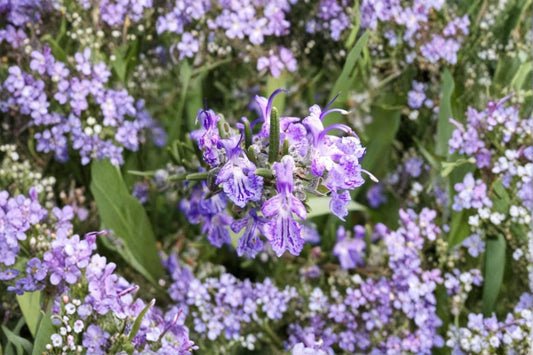 Blue Spires Rosemary Live Plant | Salvia rosmarinus 'Blue Spires' | Fragrant Culinary Herb Starter Plant