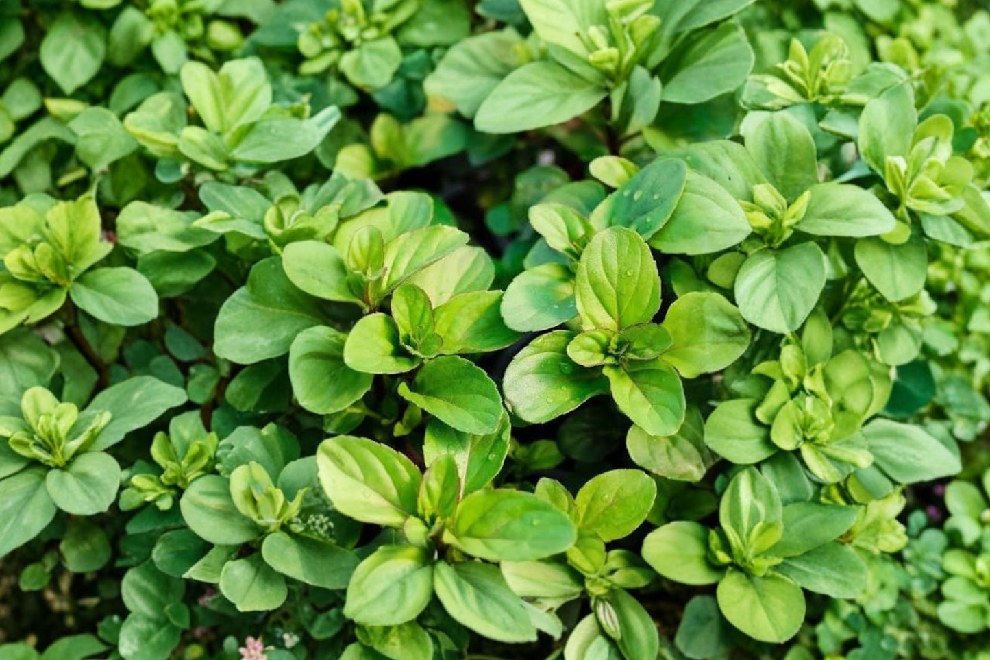 Mint Basil Live Plant | Ocimum basilicum | Aromatic Culinary Herb Starter Plant for Tea & Cooking